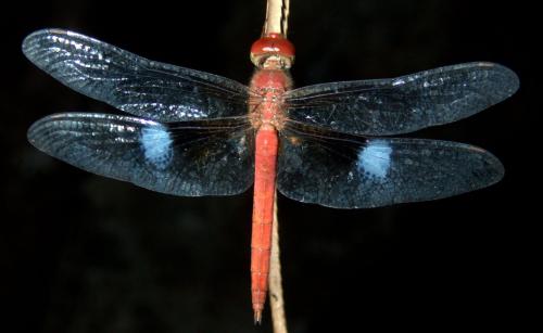 Tholymis tillarga